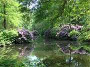 Blumenstrauß bestellen Blumenversand Rdododendren