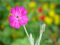 Gartenblumen Shop Versand