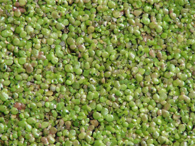 Rosinenpicker Ursuppe Perlen Konspektor