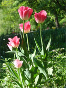 Blumenfotos Tulpen Websites